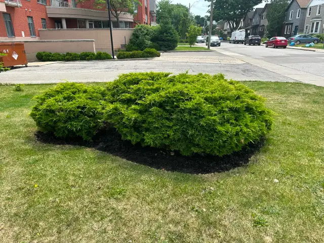 Landscape and junk removal - Photo 12