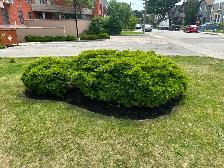 Landscape and junk removal - Photo 12