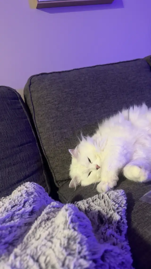 LONG HAIRED CAT LUNA