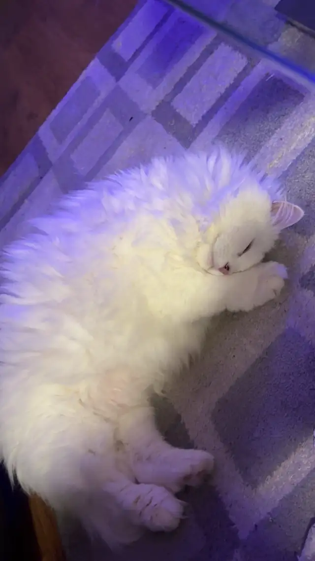 LONG HAIRED CAT LUNA - Photo 2