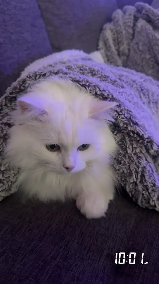 LONG HAIRED CAT LUNA - Photo 3