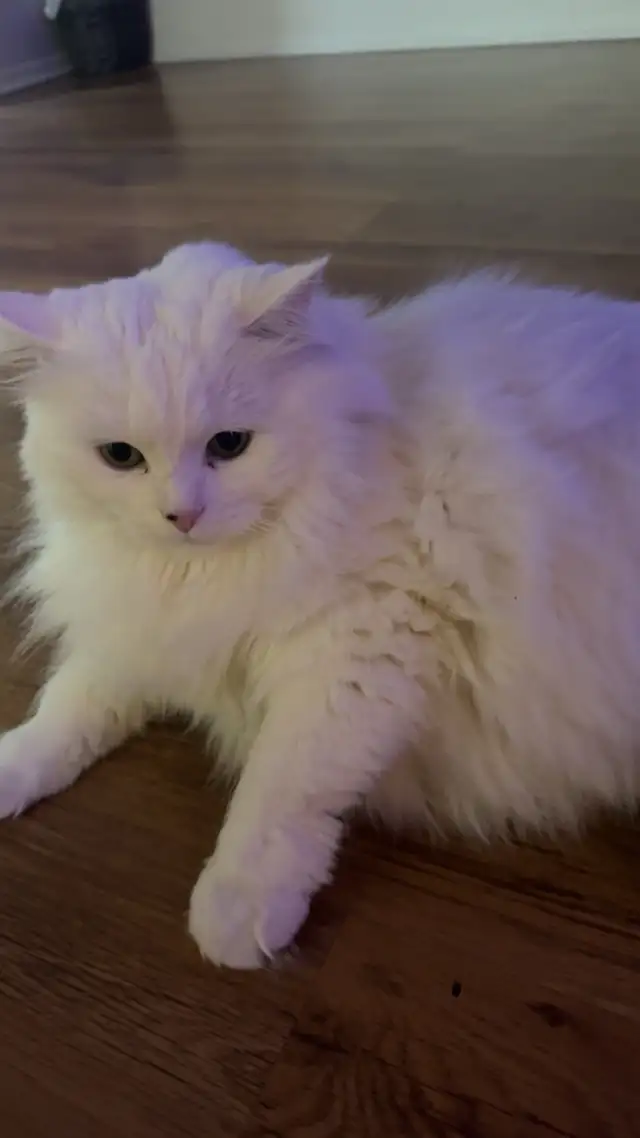 LONG HAIRED CAT LUNA - Photo 4