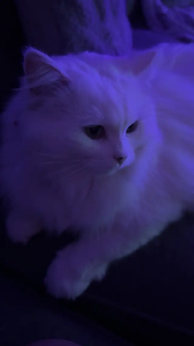 LONG HAIRED CAT LUNA - Photo 5