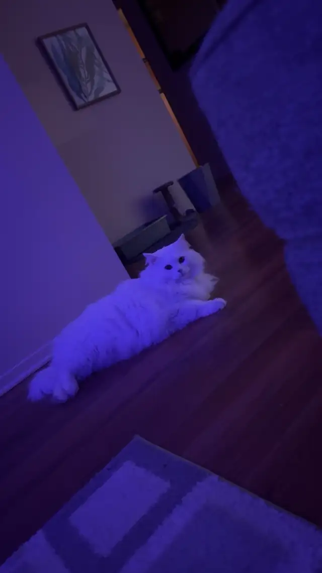 LONG HAIRED CAT LUNA - Photo 6