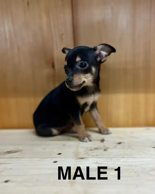 Chihuahua Terrier Male Puppies