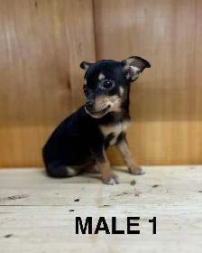Chihuahua Terrier Male Puppies