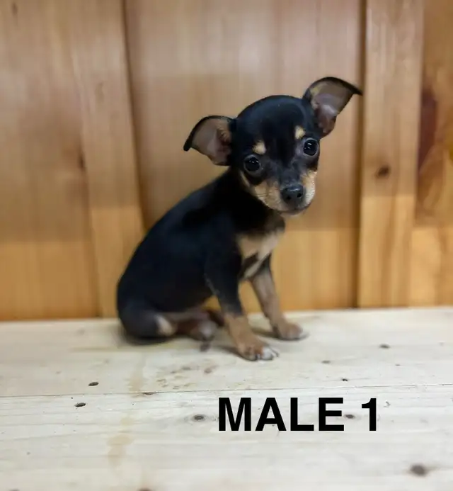 Chihuahua Terrier Male Puppies - Photo 2