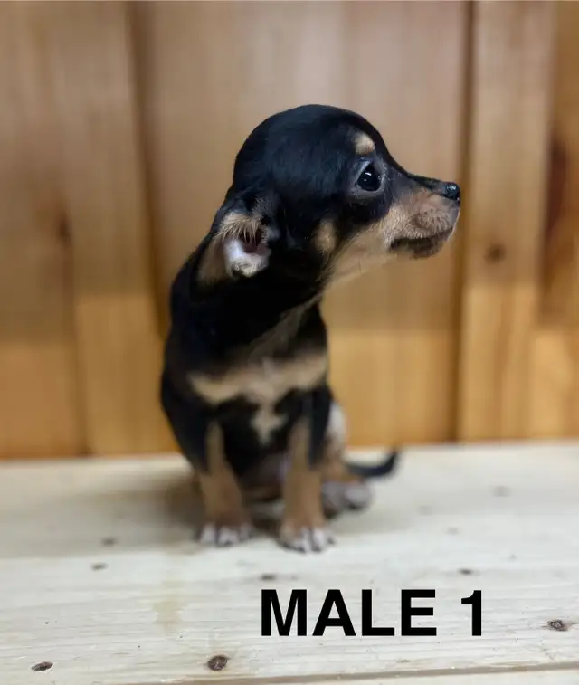 Chihuahua Terrier Male Puppies - Photo 3