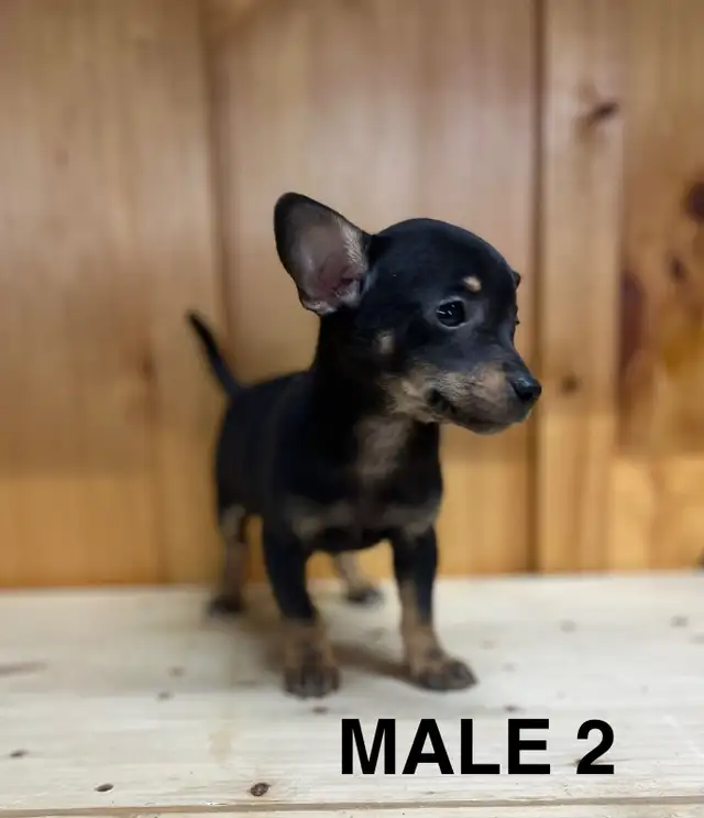 Chihuahua Terrier Male Puppies - Photo 4