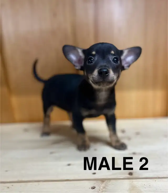 Chihuahua Terrier Male Puppies - Photo 5