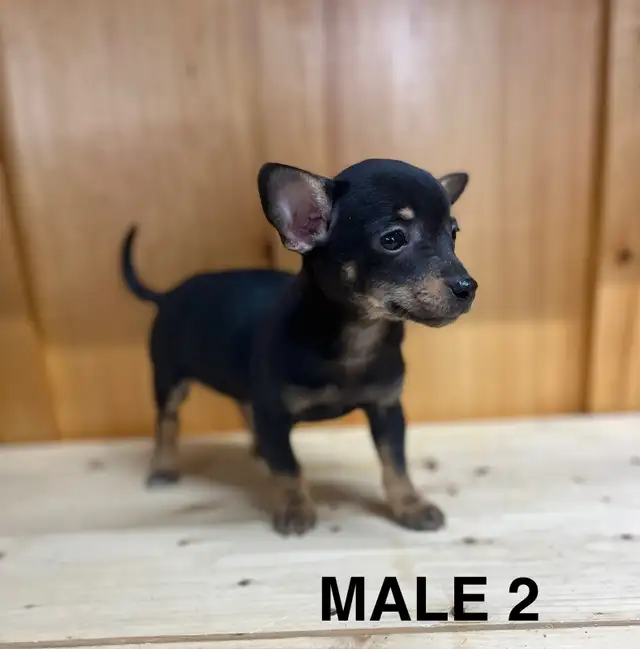 Chihuahua Terrier Male Puppies - Photo 6