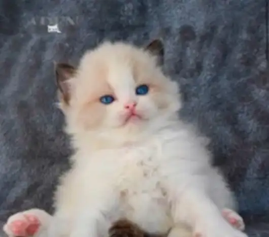 GORGEOUS BABY BICOLOR WHITE-MITTED RAGDOLLS!! - Photo 4