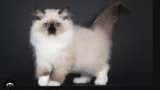 GORGEOUS BABY BICOLOR WHITE-MITTED RAGDOLLS!! - Photo 7