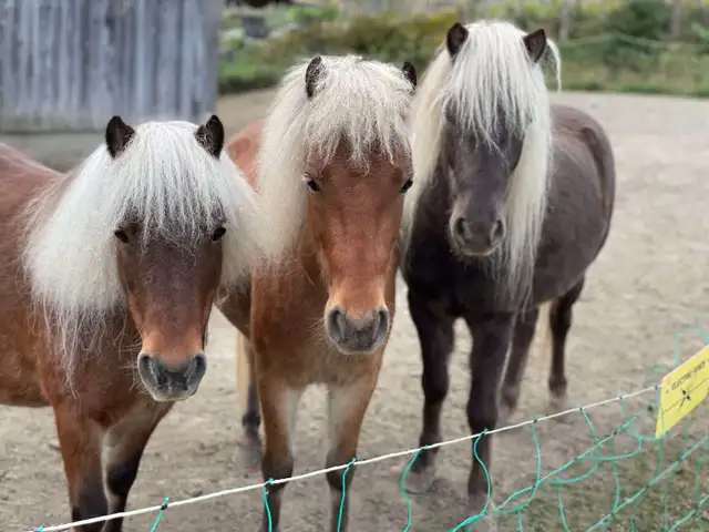 3 Magnifiques PONEYS se cherchent une nouvelle famille!