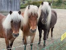 3 Magnifiques PONEYS se cherchent une nouvelle famille!