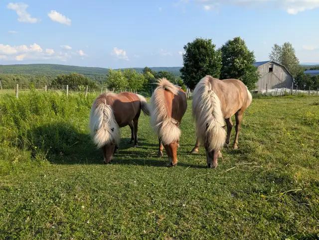 3 Magnifiques PONEYS se cherchent une nouvelle famille! - Photo 2