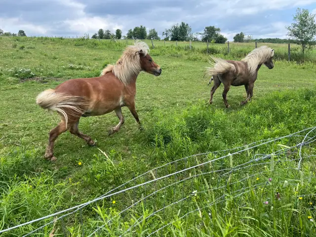 3 Magnifiques PONEYS se cherchent une nouvelle famille! - Photo 3