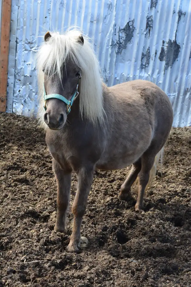 3 Magnifiques PONEYS se cherchent une nouvelle famille! - Photo 4