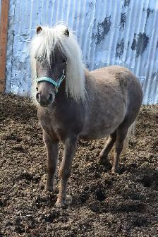 3 Magnifiques PONEYS se cherchent une nouvelle famille! - Photo 4