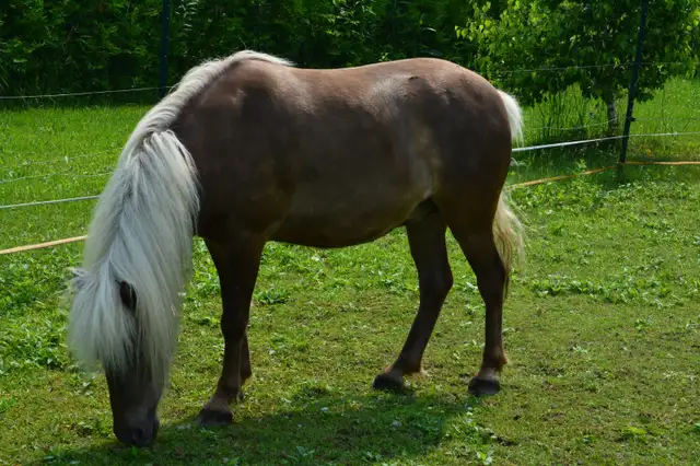 3 Magnifiques PONEYS se cherchent une nouvelle famille! - Photo 5