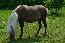 3 Magnifiques PONEYS se cherchent une nouvelle famille! - Photo 5
