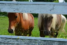 3 Magnifiques PONEYS se cherchent une nouvelle famille! - Photo 6