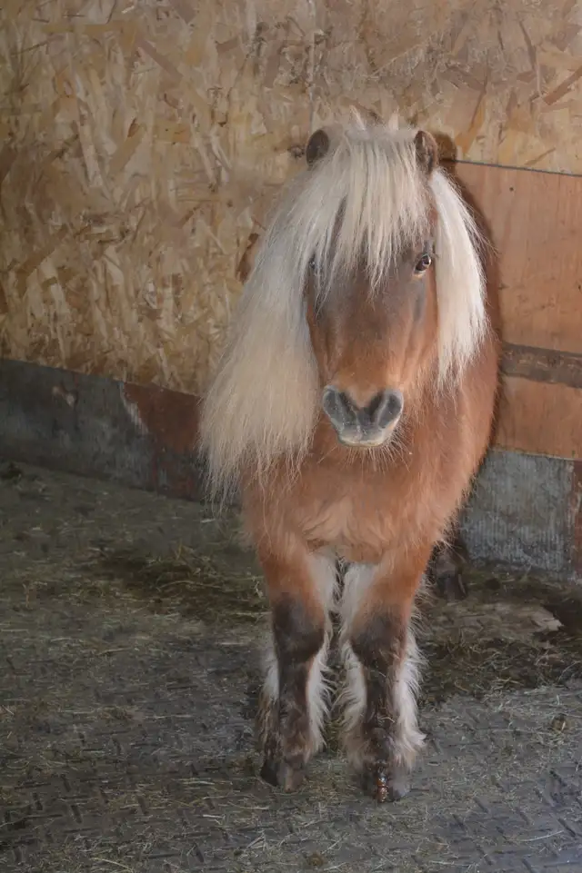 3 Magnifiques PONEYS se cherchent une nouvelle famille! - Photo 7