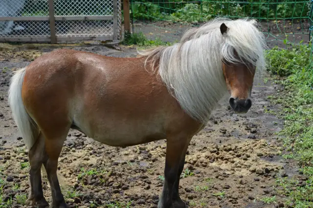 3 Magnifiques PONEYS se cherchent une nouvelle famille! - Photo 8