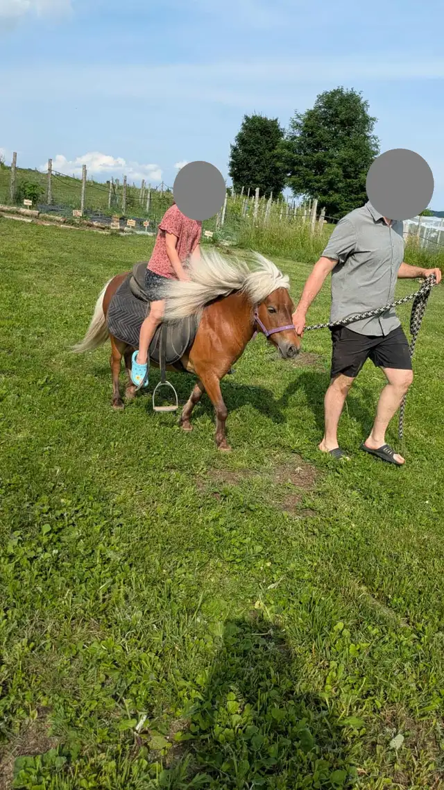 3 Magnifiques PONEYS se cherchent une nouvelle famille! - Photo 9