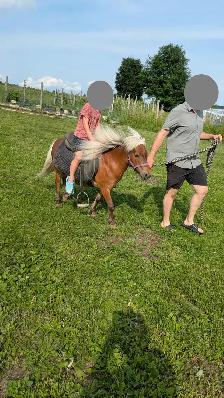 3 Magnifiques PONEYS se cherchent une nouvelle famille! - Photo 9