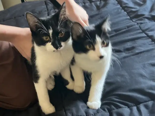 ASAPFour and a half month old kittens Bonded Pair