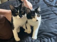 ASAPFour and a half month old kittens Bonded Pair