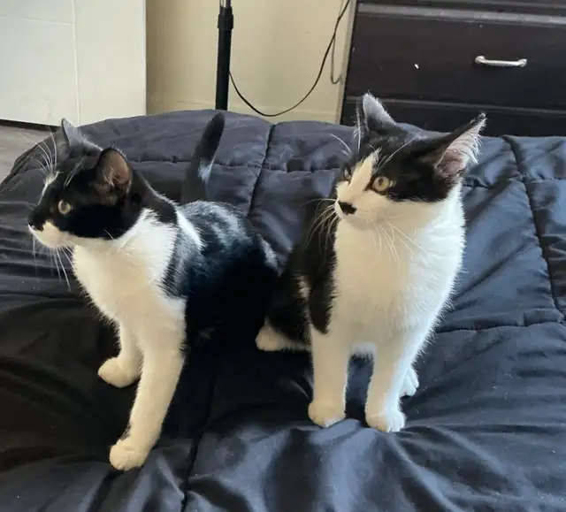 ASAPFour and a half month old kittens Bonded Pair - Photo 2