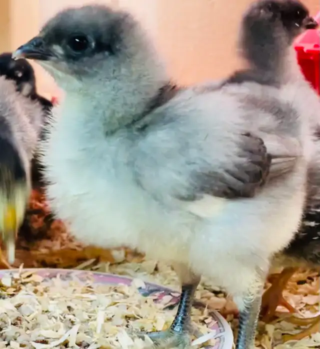 Jersey Giant chicks - Photo 2