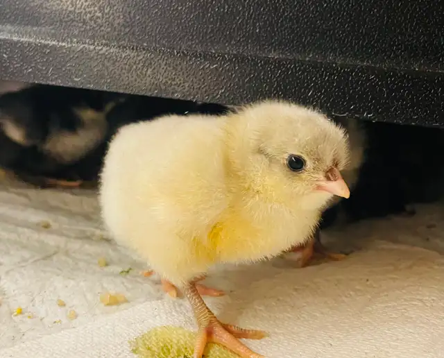 Jersey Giant chicks - Photo 4