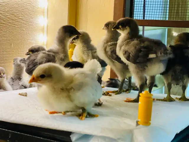 Jersey Giant chicks - Photo 5