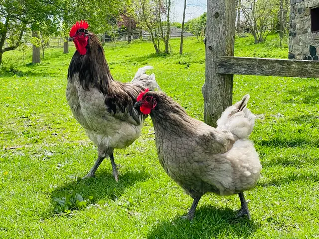 Jersey Giant chicks - Photo 6