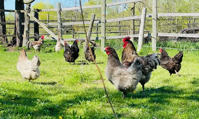 Jersey Giant chicks - Photo 7