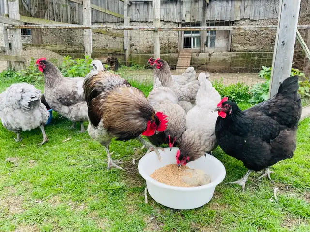 Jersey Giant chicks - Photo 8