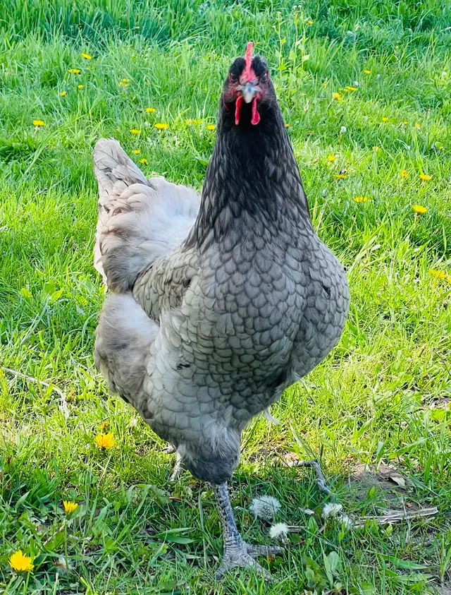 Jersey Giant chicks - Photo 9