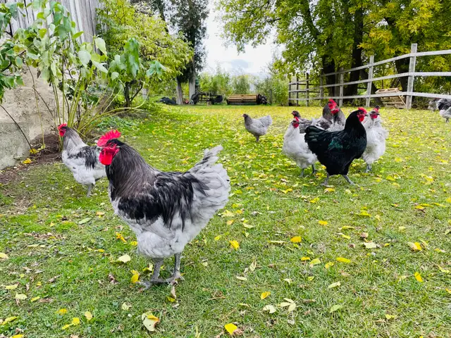 Jersey Giant chicks - Photo 10