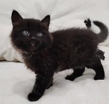 Chaton Sibérien hypoallergene