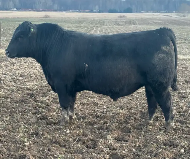CALVING EASE ANGUS BULL