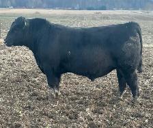 CALVING EASE ANGUS BULL
