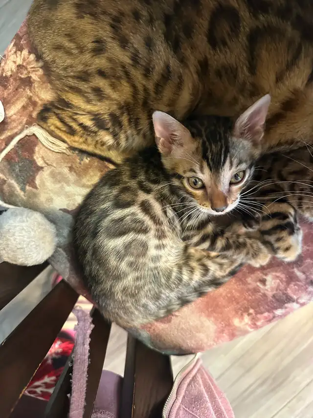 1 bb bengal mâle - Photo 2