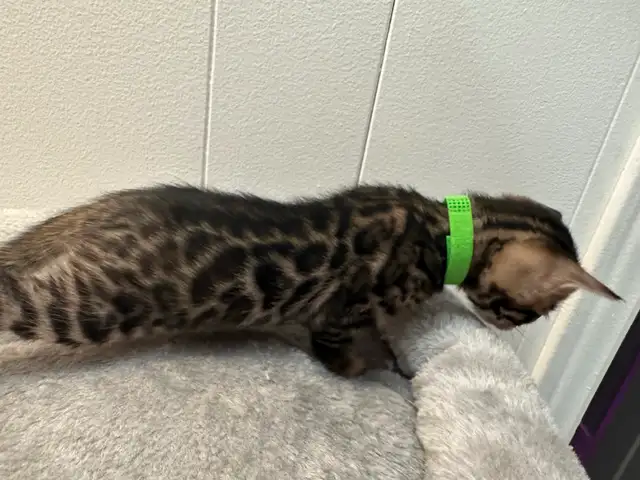 1 bb bengal mâle - Photo 7