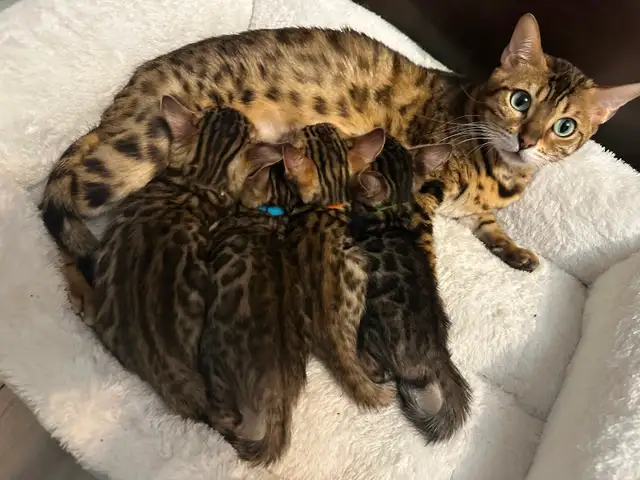 1 bb bengal mâle - Photo 8