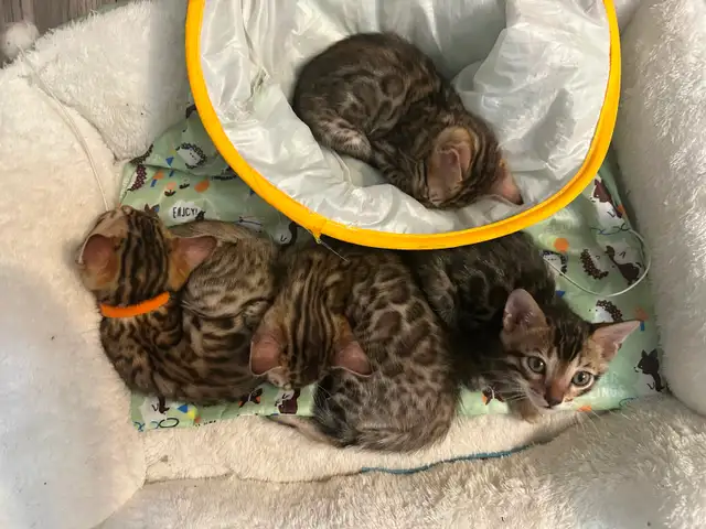 1 bb bengal mâle - Photo 3