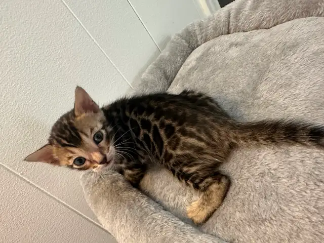 1 bb bengal mâle - Photo 5