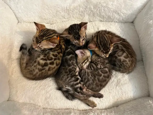 1 bb bengal mâle - Photo 9